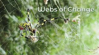 Inside the Joro's Web
