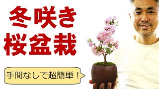 冬咲きの桜盆栽の育て方 こだわらなければ、お手軽簡単に楽しめる！初心者でもOKです！