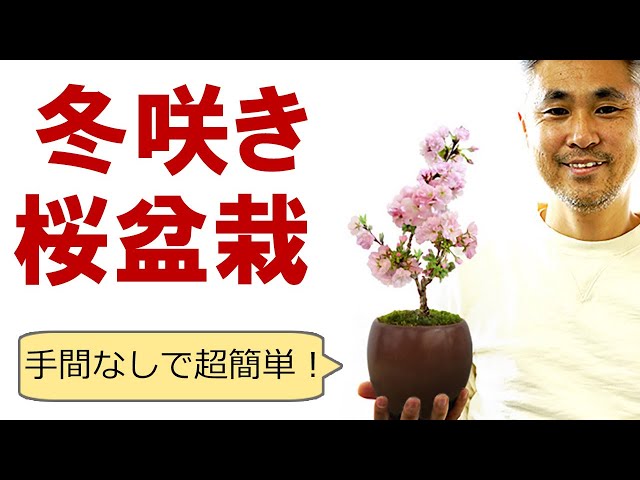 冬咲きの桜盆栽の育て方 こだわらなければ、お手軽簡単に 冬咲きの桜盆栽の育て方 こだわらなければ、お手軽簡単に