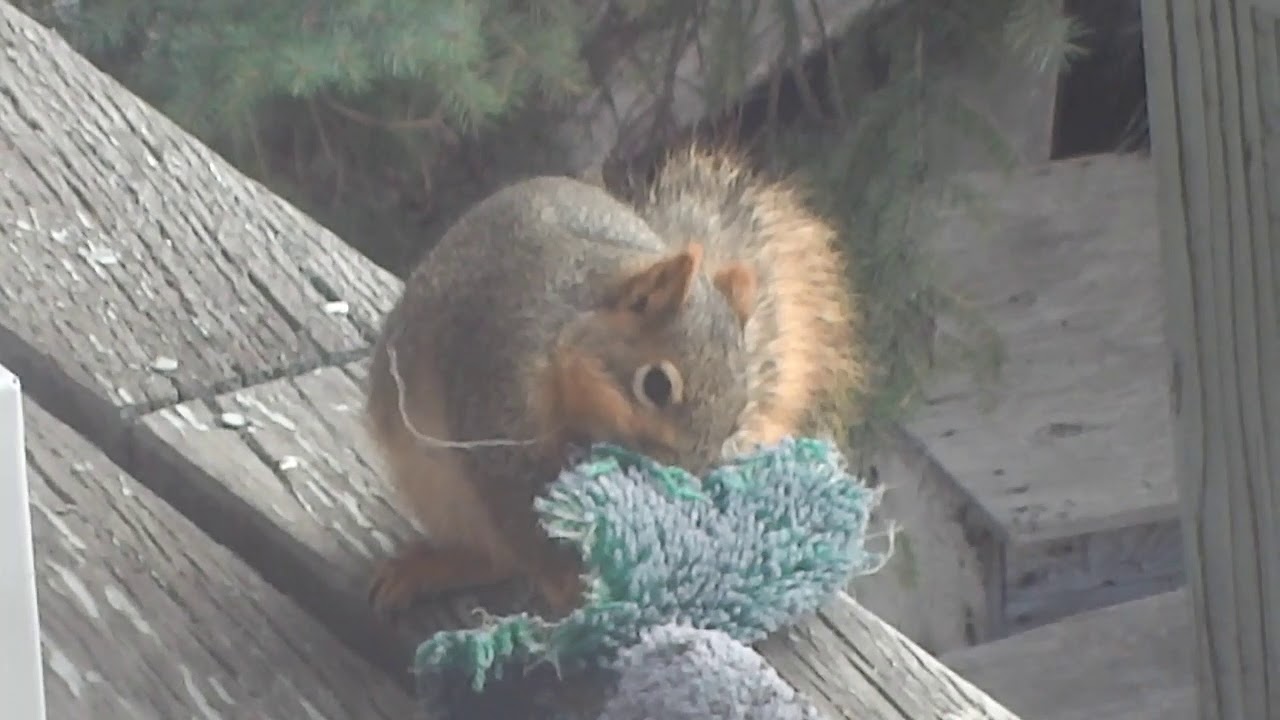 Squirrel Cutting a Rug YouTube
