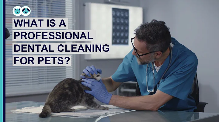 What Is a Professional Pet Dental Cleaning? | Pet ...