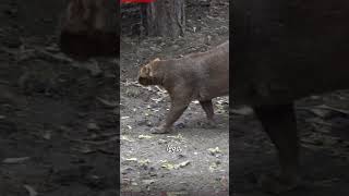 🔥 Jaguarundi 🔥 #wildcats