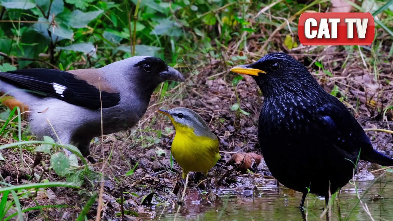 CAT TV | Exotic Birds of the Indian Himalayas 🦜 | 4K Nature Video For Cats | Dog TV