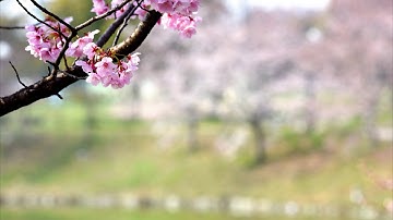 Chấm Nối Chấm 2018: 29.03: Phục vụ trong yêu thương