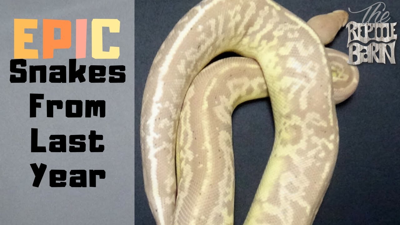 Snake Holdbacks Updates On Our 2019 Holdback Snakes | They're Keepers! - YouTube