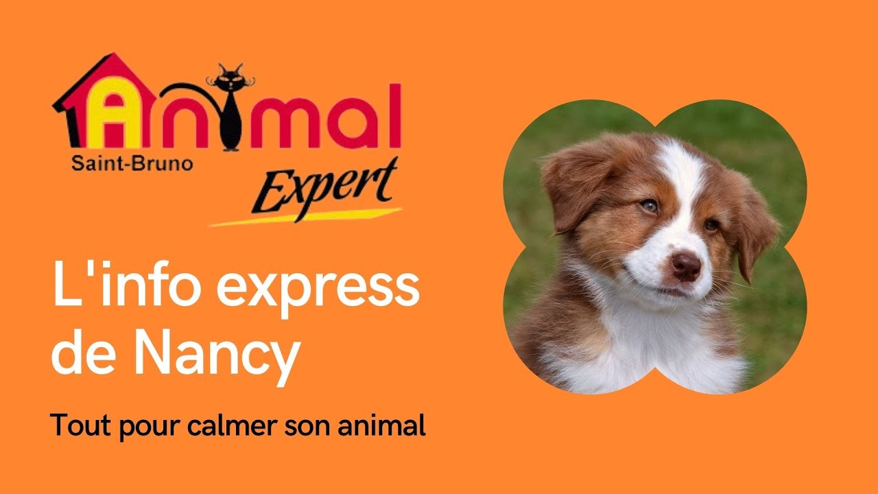 Adaptil Et Feliway Pour Calmer Son Animal Par Animal Expert St Bruno 