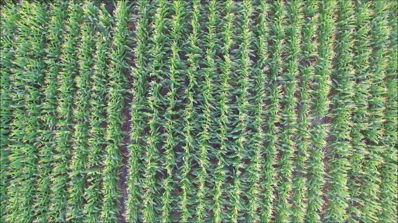 Checking the Corn with the Drone