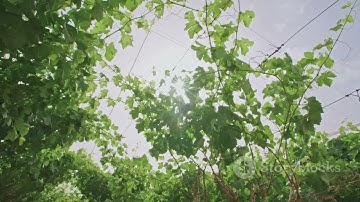 Grow Grapes in Pots: Easy Guide