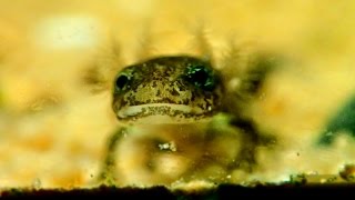 Timelapse: Fire Salamander Larvae eating Tubifex || Zeitraffer: Salamanderlarven fressen Tubifex