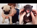 Baby Dogs - Cute and Funny Dog Videos Compilation (2019)