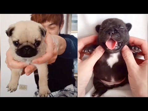 baby-dogs---cute-and-funny-dog-videos-compilation-(2019)