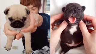 Baby Dogs - Cute And Funny Dog Videos Compilation 2019