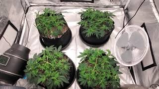 Wedding Cake Grow - 45 days from seed