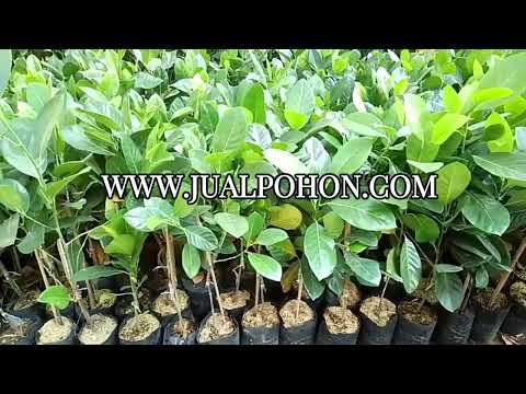 Bibit Nangka J33 : Pilihan Tepat untuk Usaha Tani Sukses!