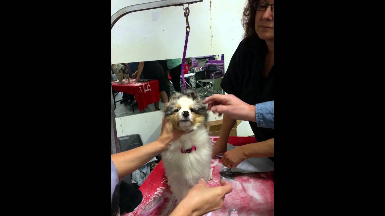 gluing sheltie ears