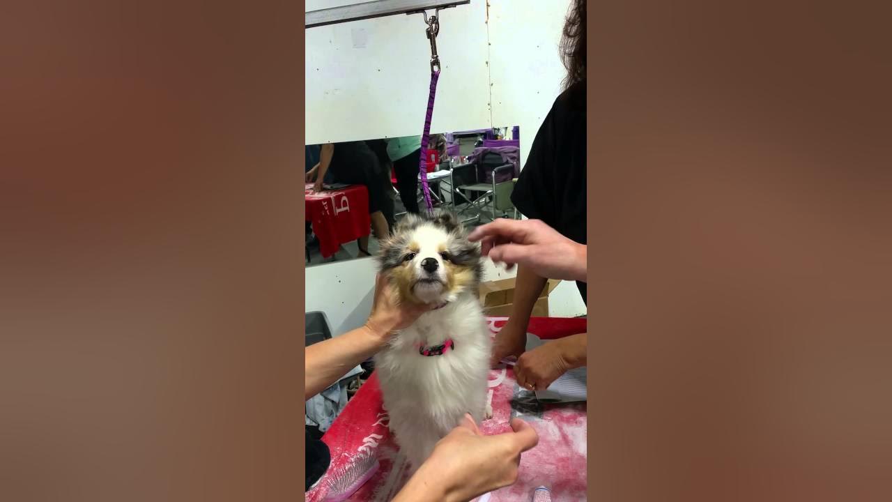 Gluing Puppy Ears YouTube