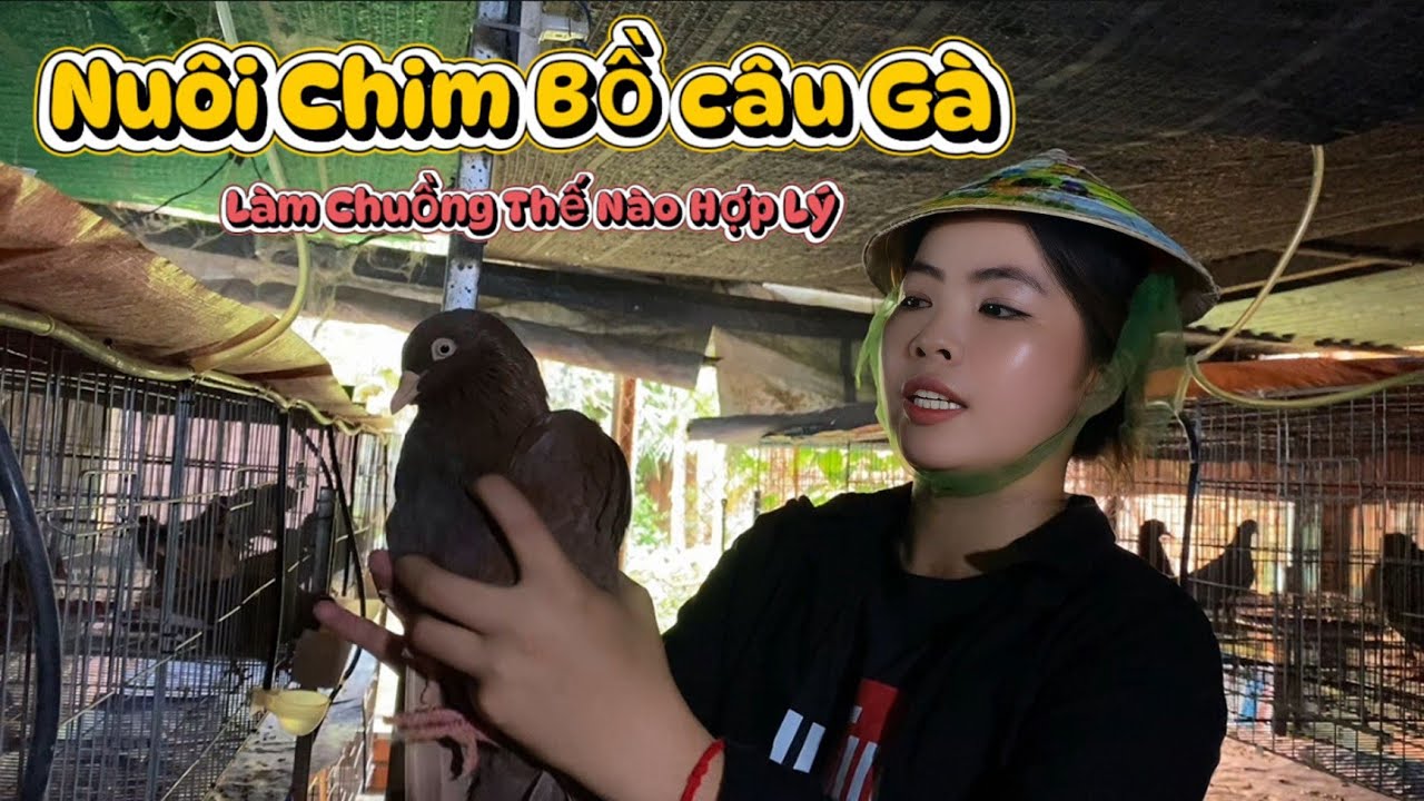 Nuôi Chim Bồ Câu Gà – Làm Chuồng Thế Nào Cho Hợp Lý?