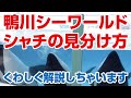 シャチを見分ける方法【鴨川シーワールド】Orca performance, Kamogawa Sea World, Japan