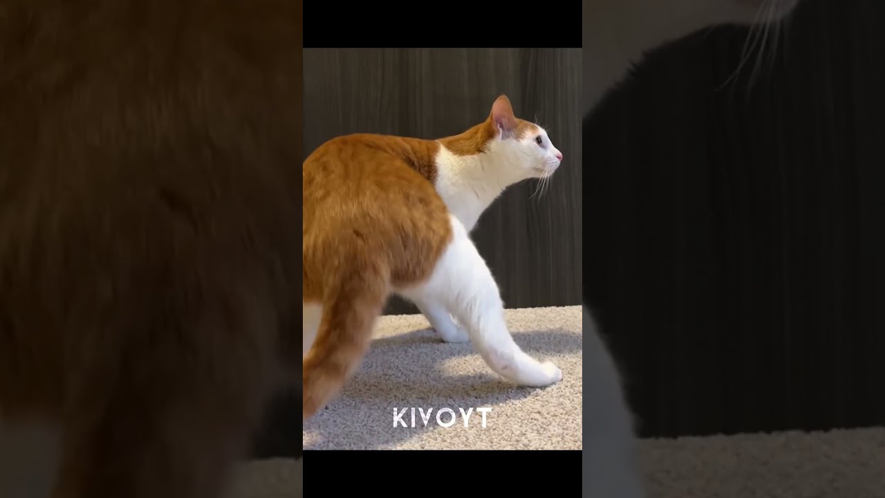 They Got Moves 