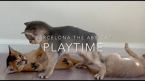 Watch the video about Abyssinian kittens learning to play 🥹