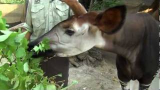 Zoo View Okapi  Cincinnati Zoo