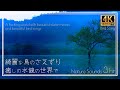 【めっちゃ綺麗な鳥のさえずり】3hr  幽幻の水鏡に響き渡る癒やしの自然音 A healing world with beautiful bird songs