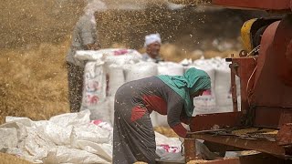 Egyptian farmers struggling to survive as Iran war pushes up costs