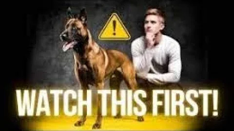 Thinking of Getting a Belgian Malinois? Watch This First!