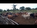 Cattle at Madzibaba Ishmael farm in Nyabira