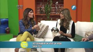 Shih Tzu: ¡Te damos tips para su mejor cuidado! | Veterinaria en Vive la Vida