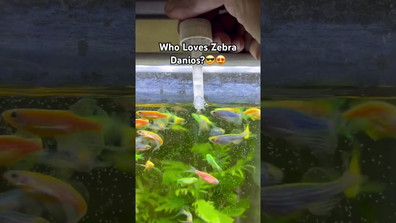 Colorful Zebra Danios ! next video will show it to u!