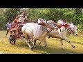 Racing bulls of sanjay chougule muthugao