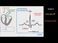 Cardiologie  dcryptage de lecg  tout sur londe pqrst 