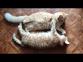 Cats hug and bite | Коты обнимаются и кусаются