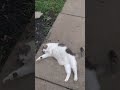 Seeing Sadie Put On A Morning Show Cat Short Seeing Sadie Put On A Morning Show Cat Short