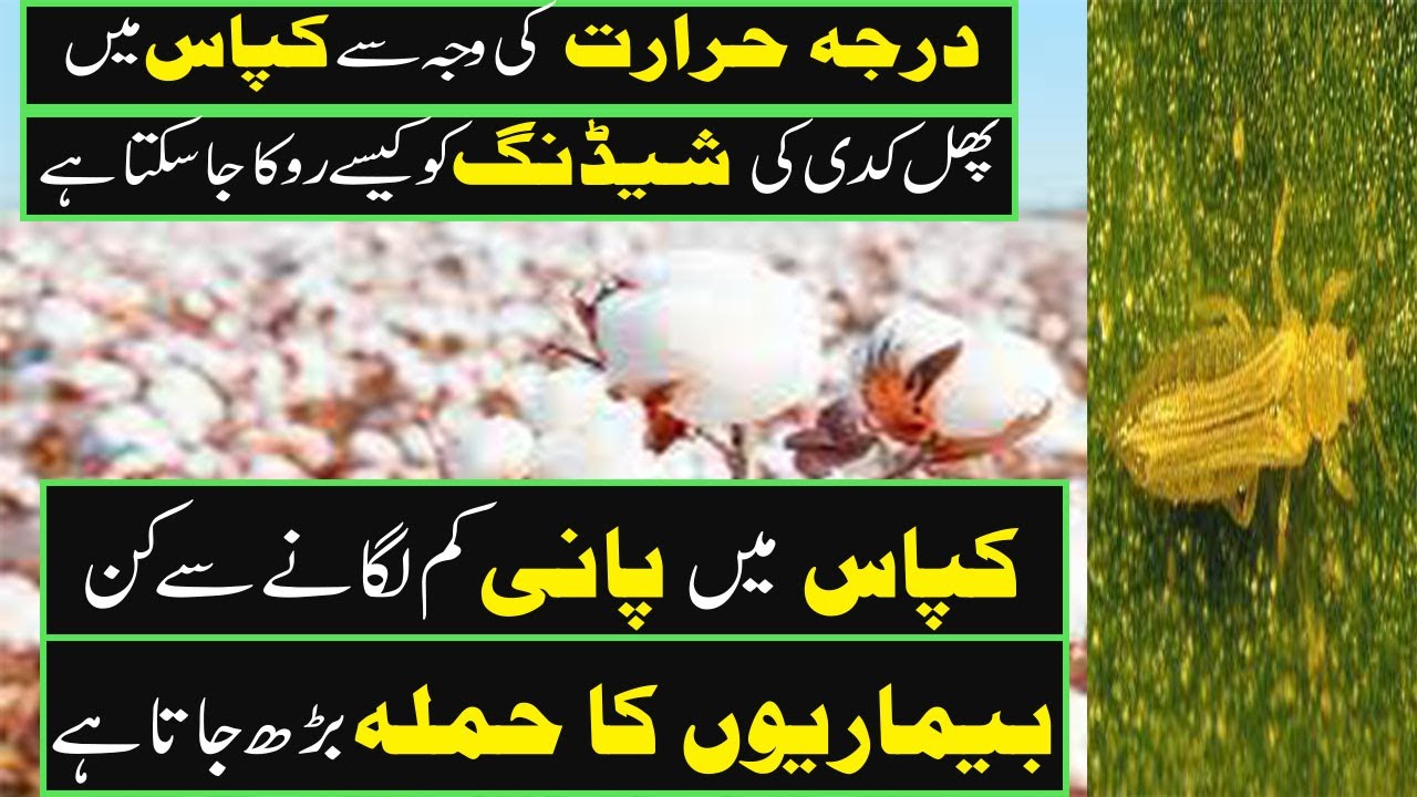 temperature effect on cotton climate change effect on Pakistan cotton