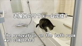 猫のメイとさつき「メイの完了検査」（COMPLETION INSPECTION) by 猫のメイとさつき（Satsuki & Mei） 141 views 1 year ago 1 minute, 49 seconds