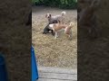 Sephiroth (IN FOSTER) video