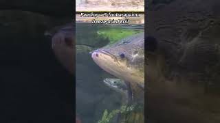 Hand feeding a 5-foot arapaima 🐉
