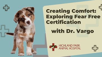 Creating Comfort: Exploring Fear Free Certification with Dr. Vargo