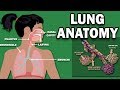 Respiratory System Quiz