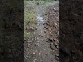 🌿 Early Morning Walk | Calm Nature Sounds #Shorts