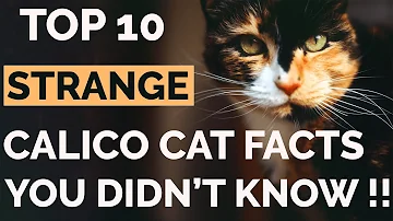 Which color cats are lucky?