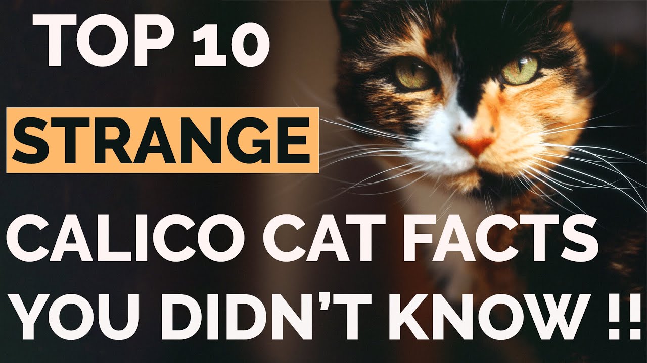 fun facts about calico cats