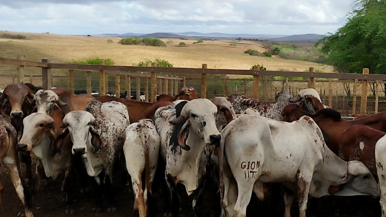 TOURINHOS GIR LEITEIROS | FEIRA DE GADO DO ALTO SERTÃO SERGIPANO