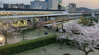 福山城の桜の横を発車する湘南色115系