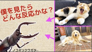 クワガタムシを見たまるとまりもの反応は？？