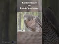 Raptor Rescue: Peregrine Falcons