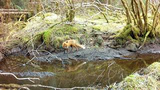 Stunning Red Fox by a Scottish Burn… Wait for the Surprise Ending 🦊🏴 | Isle of Skye Wildlife