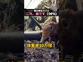 見た目はネズミ これ、象です(98％) #ほっこりショート #動物 #科学 #ハネジネズミ